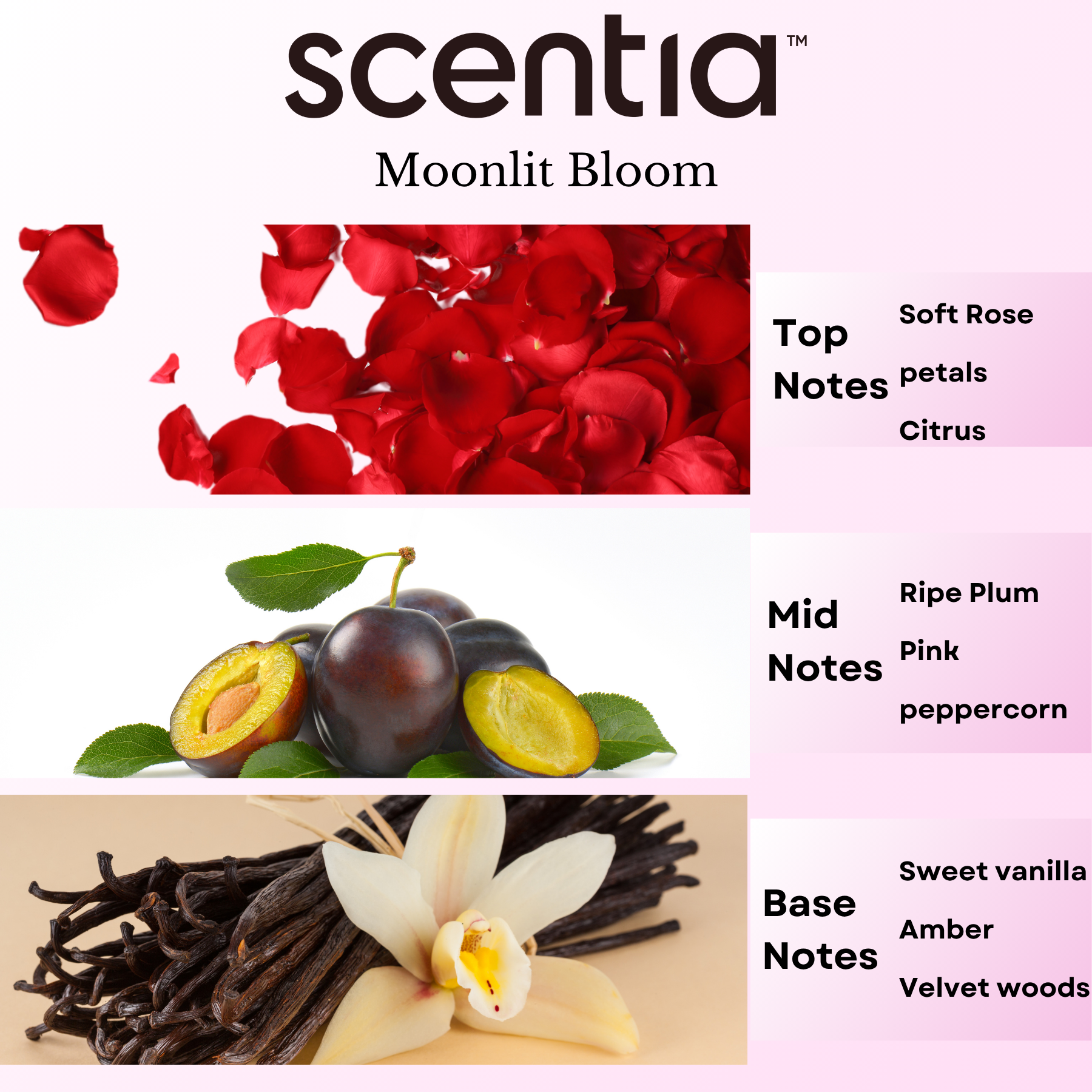 Love Collection Scent Oil Sample Kit 3X20ml